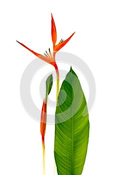 Beautiful Red, Yellow And Orange Heliconia Heliconia Spp. Flower Isolated On White Background