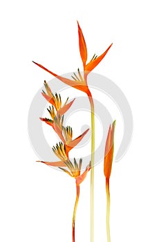 Beautiful Red, Yellow And Orange Heliconia Heliconia Spp. Flower Isolated On White Background