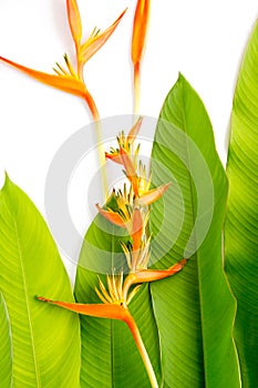 Beautiful red, yellow and orange Heliconia Heliconia spp. flower, tropical vivid color flower on white background, heliconia or