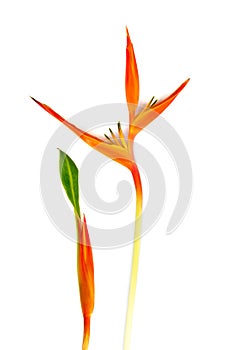 Beautiful red, yellow and orange Heliconia Heliconia spp. flower, tropical vivid color flower on white background, heliconia or