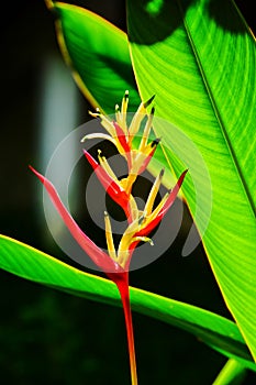 Beautiful Red, Yellow And Orange Heliconia Heliconia Spp. Tropical Vivid Color Flower And Leaf In The Garden, Heliconia Or Bird