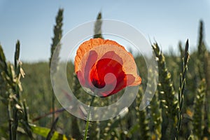 Beautiful red and yellow poppy flower