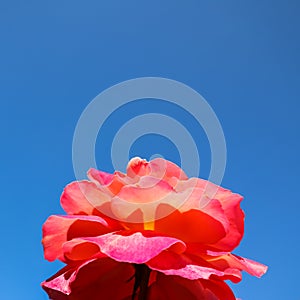 Beautiful red yellow rose on a blue sky background in sunny day. Midsummer
