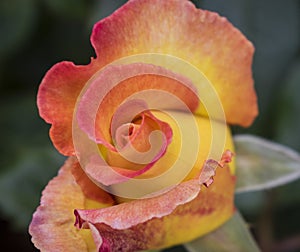 Beautiful red and yellow rose bud just about to unfold photo