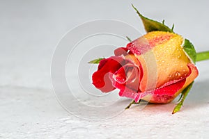 Beautiful red yellow rose with water drops on white background. Soft focus. Romantic style