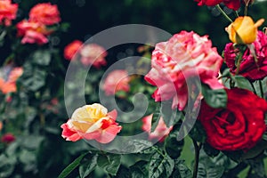 Beautiful red and yellow roses blooming in summer garden. Fresh flowers in blossom growing in park