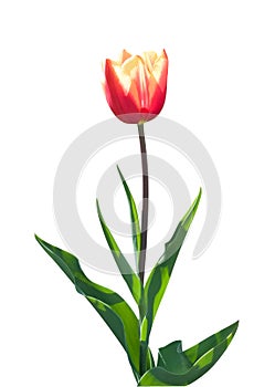 Beautiful red and yellow tulip on white background