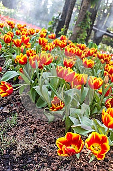 Beautiful red yellow tulips at Chiang Rai flower festival