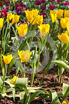 Beautiful red yellow tulips at Chiang Rai flower festival