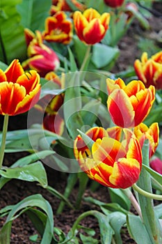 Beautiful red yellow tulips at Chiang Rai flower festival