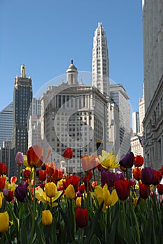 Beautiuful Chicago with tulips in spring photo