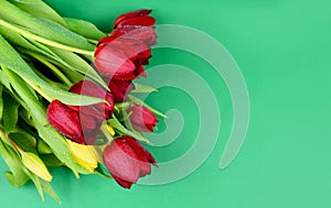 Beautiful red and yellow tulips isolated on a green background top view stock images