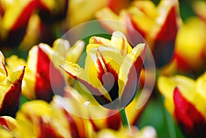 Beautiful red-yellow tulips variety Andre Citroen