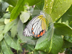 Beautiful red yellow white butterfly perched on wet leaves