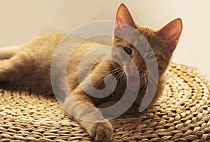A beautiful red young kitten makes a funny face on a straw carpet