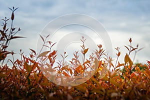 Beautiful red young leaves in the nature. Organic young red leaves background of Syzygium gratum tree, or shore eugenia. It has a