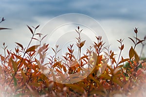 Beautiful red young leaves in the nature. Organic young red leaves background of Syzygium gratum tree, or shore eugenia. It has a