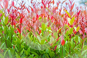 Beautiful red young leaves in the nature. Organic young red leaves background of Syzygium gratum tree, or shore eugenia. It has a