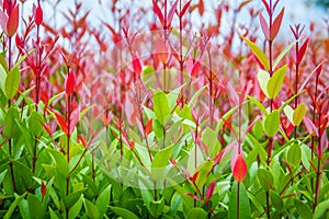 Beautiful red young leaves in the nature. Organic young red leaves background of Syzygium gratum tree, or shore eugenia. It has a