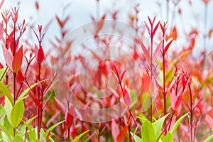 Beautiful red young leaves in the nature. Organic young red leaves background of Syzygium gratum tree, or shore eugenia. It has a