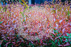 Beautiful red young leaves in the nature. Organic young red leaves background of Syzygium gratum tree, or shore eugenia. It has a