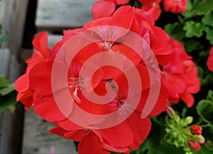 Beautiful red Zonal Geranium 'American Coral' flowers