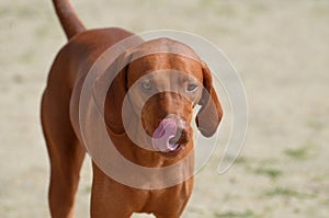 Beautiful Redbone Coonhound Licking his Nose photo