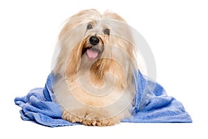 Beautiful reddish havanese dog after bath lying in a blue towel