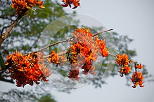 The beautiful reddish-orange Butea monosperma flower blooms in nature in a tree in the garden