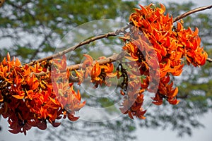 The beautiful reddish-orange Butea monosperma flower blooms in nature in a tree in the garden