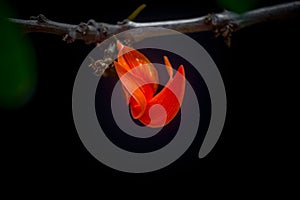 The beautiful reddish-orange Butea monosperma flower petals closeup views