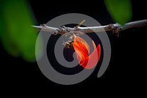 The beautiful reddish-orange Butea monosperma flower petals closeup views