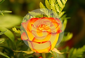 Beautiful Reddish yellow rose