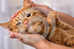 Beautiful redhead cat rests in the hands of his mistress.