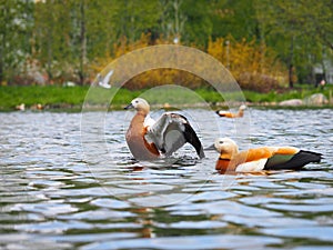 Beautiful redhead duck takes off from water