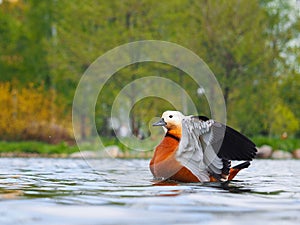 Beautiful redhead duck takes off from water