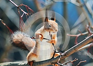 Beautiful redhead squirrel stands funny on a tree branch in a sp
