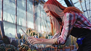 Beautiful redhead woman gardener in a agricultural greenhouse take some pictures of a beautiful cactus using a big