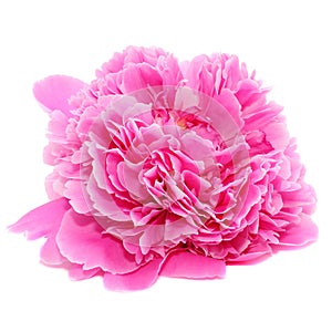 Redolent Pink Peony Flower Isolated on White Background