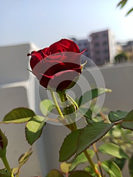 A beautiful redrose photo