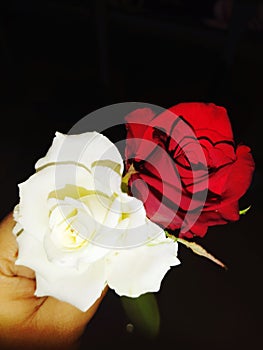 Beautiful redrose and white rose holding in hand photo