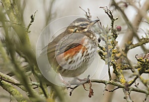 A beautiful Redwing, Turdus iliacus, resting in a tree on a rainy day after migrating to the UK for the winter. photo