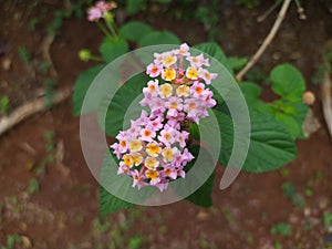 beautiful ree green yellow Lantana camara flowers photo