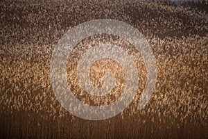 A beautiful reed pattern in a sunny spring day