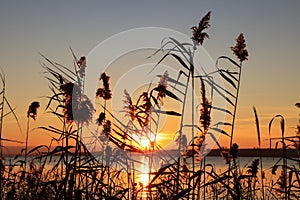 Beautiful reed plants near river at sunset