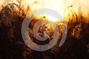 Beautiful reed at sunset, in the rays of warm sunlight. Back light