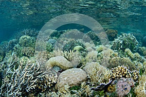 Beautiful Reef-Building Corals Grow in Raja Ampat
