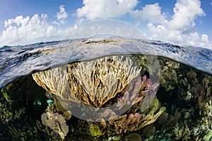 Beautiful Reef on Edge of Blue Hole, Belize photo