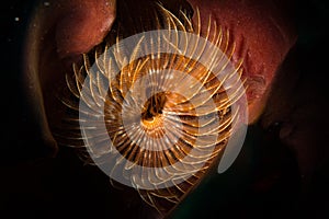 Beautiful reef life off the Dutch Caribbean island of Sint Maarten