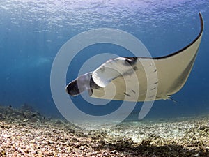 Majestic reef manta photo